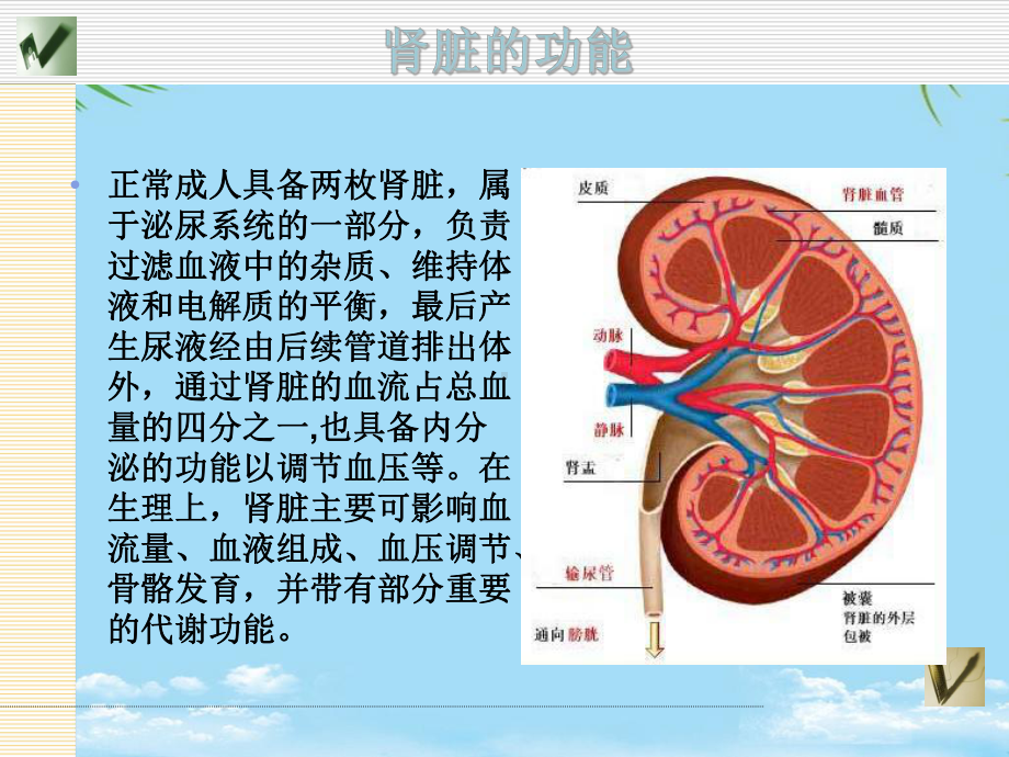 肝肾功能不全患者的镇痛治疗课件.ppt_第1页