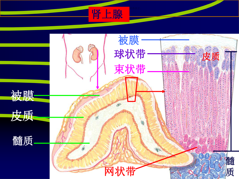 糖皮质激素主题医学知识课件.ppt_第2页