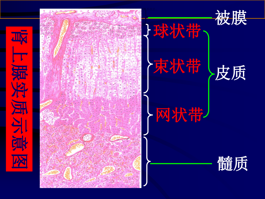 糖皮质激素主题医学知识课件.ppt_第3页