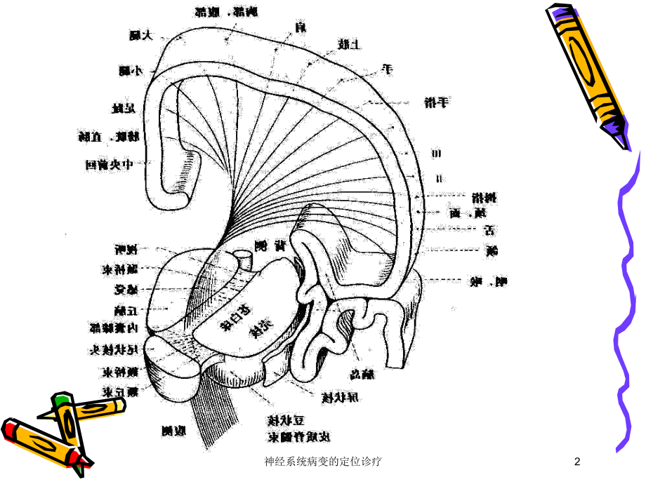 神经系统病变的定位诊疗培训课件.ppt_第2页