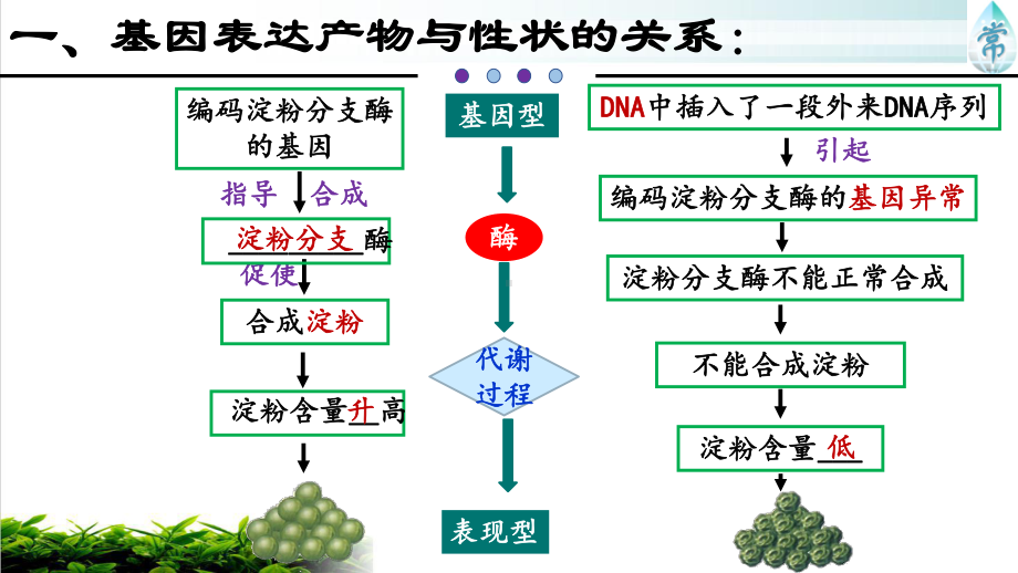 第二节-基因表达与性状的关系(共21张)课件.pptx_第3页