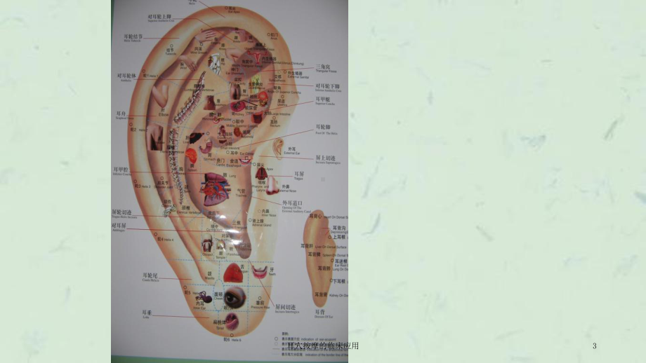 耳穴按摩的临床应用课件.ppt_第3页