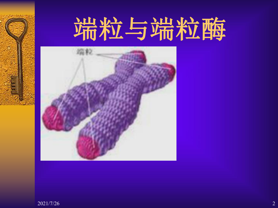 (整理)端粒与端粒酶课件.ppt_第2页