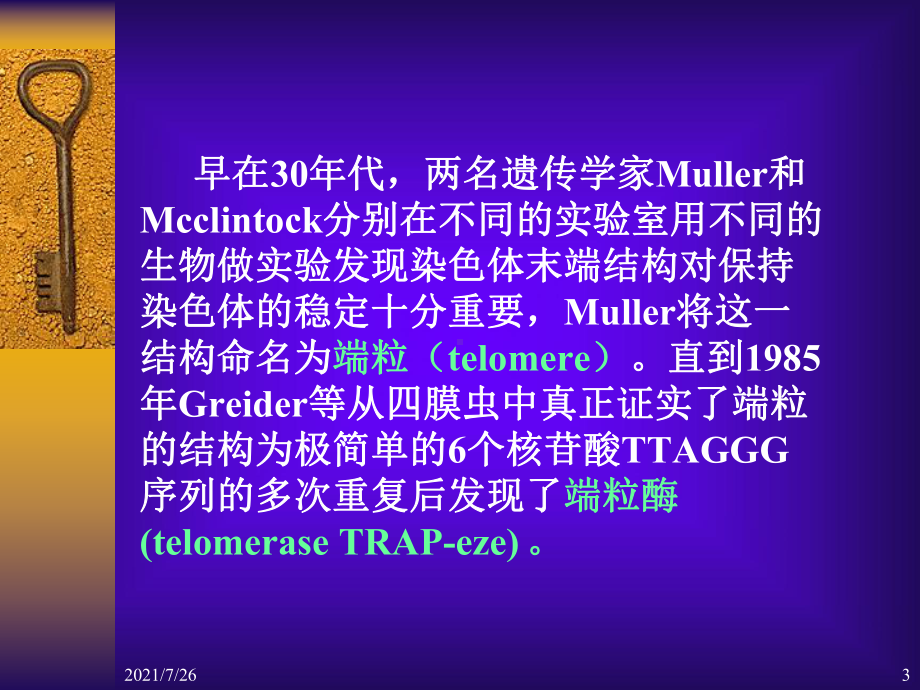 (整理)端粒与端粒酶课件.ppt_第3页