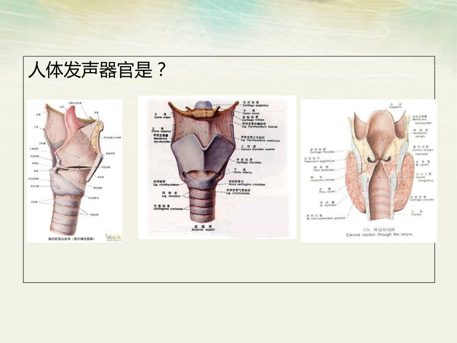 八章-发声障碍课件.ppt_第3页