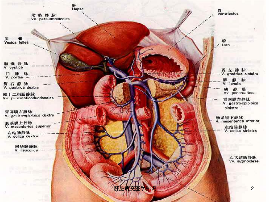 肝脏病变医学知识培训课件.ppt_第2页