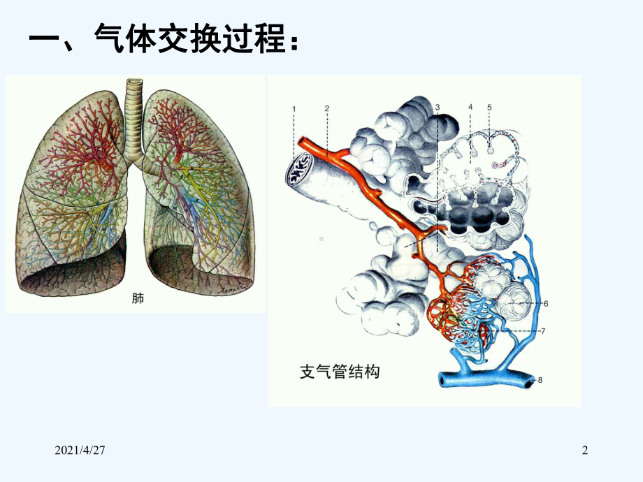 七节细胞呼吸课件.ppt_第2页