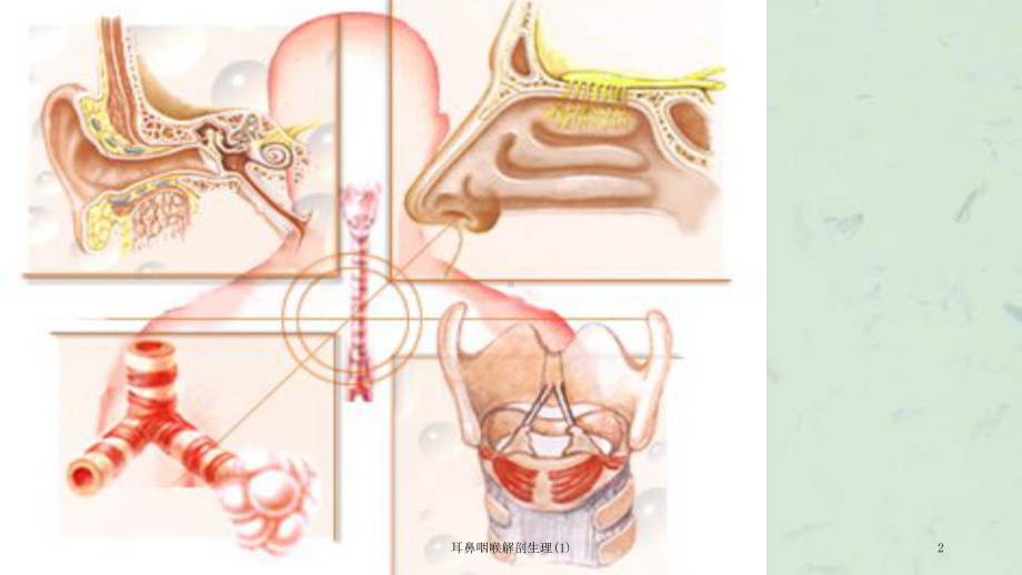 耳鼻咽喉解剖生理课件.ppt_第2页