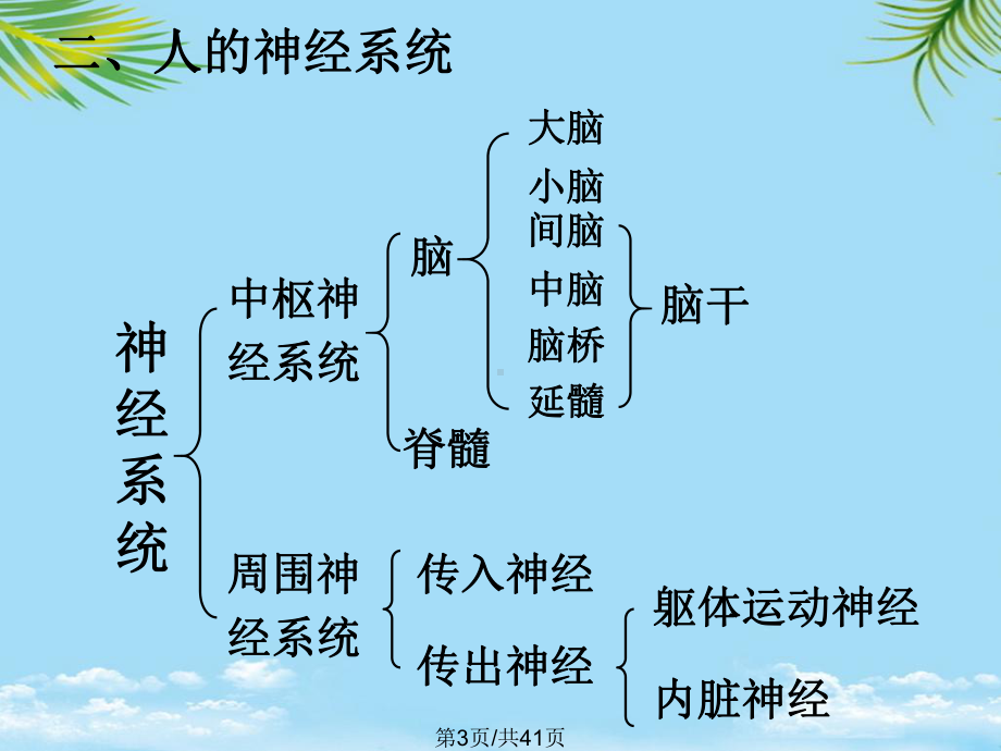 神经系统的结构与功能全面版课件.pptx_第3页