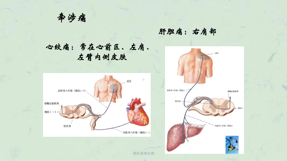 神经系统生理课件.ppt_第3页