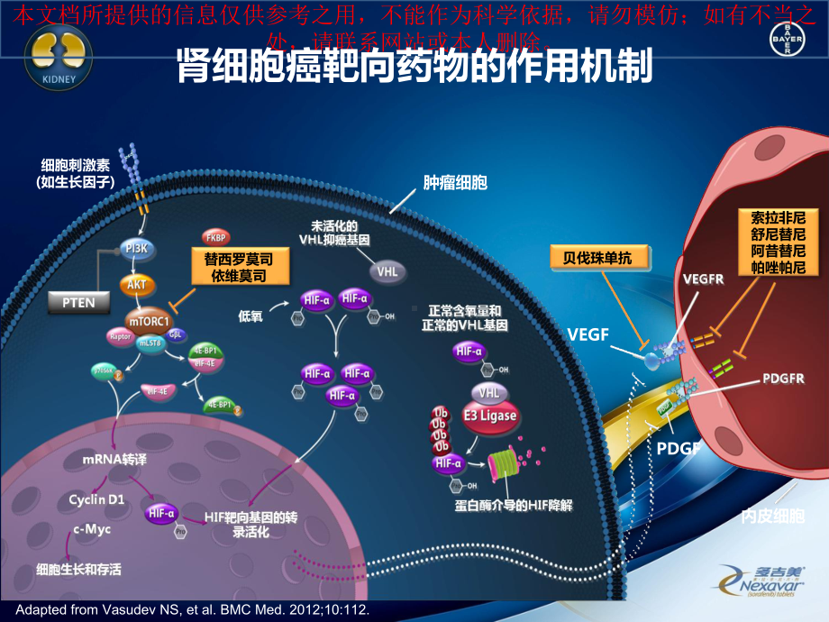 索拉非尼在晚期肾癌患者中的生存获益培训课件.ppt_第2页