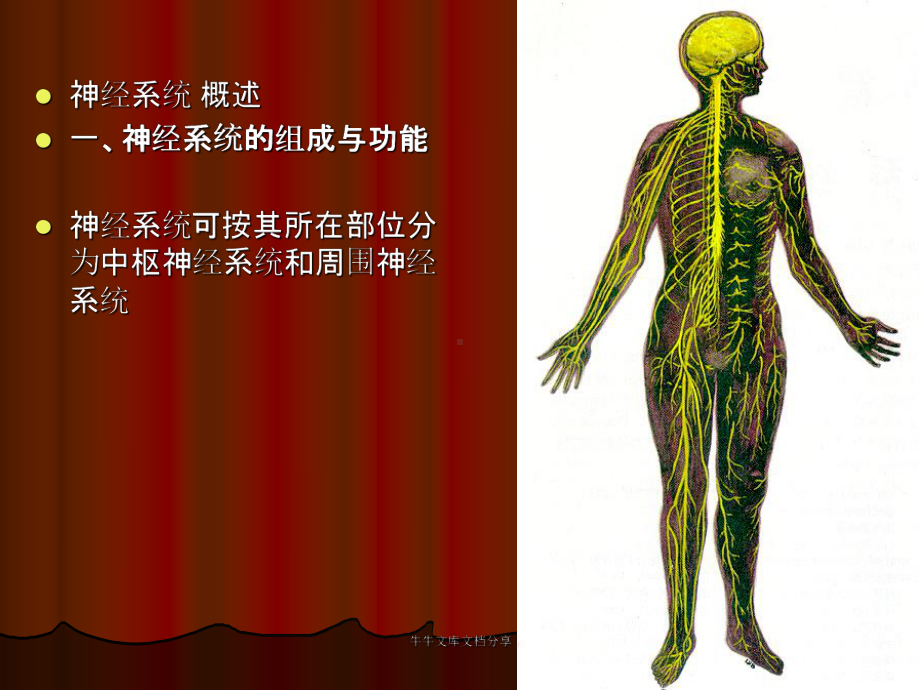 神经系统总论和脊髓课件版.pptx_第1页