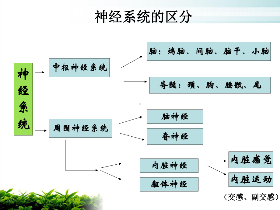 神经系统总论脊髓和脑干示范课件.ppt_第3页