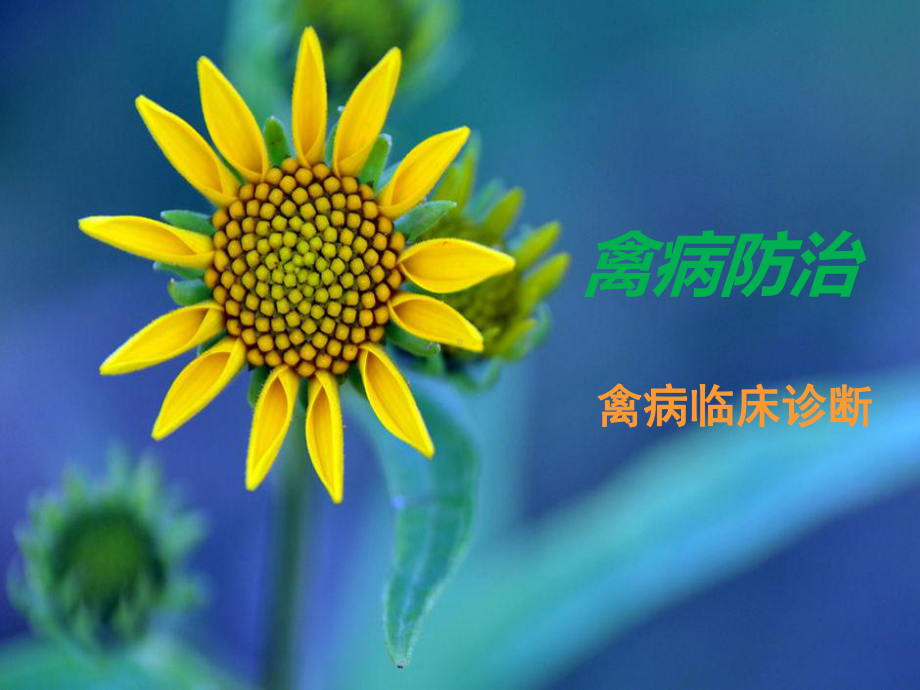 禽临床诊断教材课件.ppt_第1页