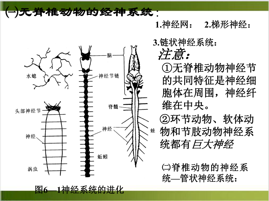 六讲神经系统和体温调节课件1.ppt_第3页