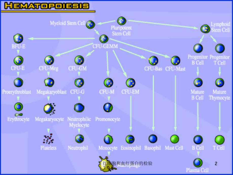 红细胞和血红蛋白的检验课件.ppt_第2页