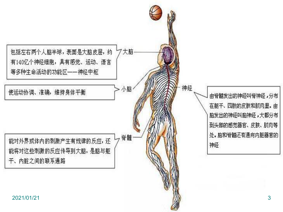 神经系统的组成3教学课件.ppt_第3页