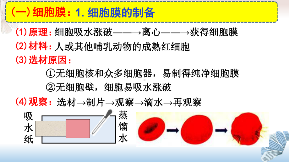 2022届新高考生物精准复习细胞膜和细胞核课件.pptx_第2页