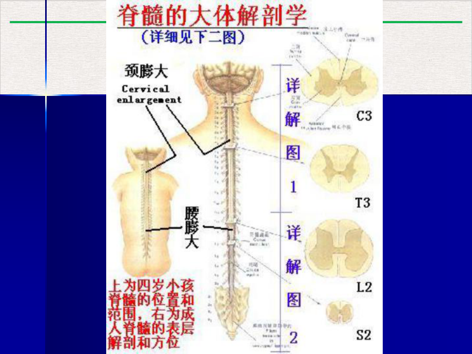 神经系统学习—脊髓与脊神经课件版.pptx_第3页