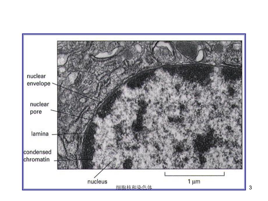 细胞核和染色体培训课件.ppt_第3页