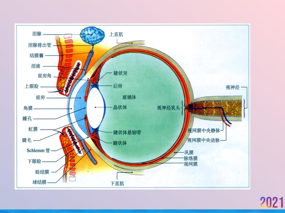 白内障面并茂详细解答2021推荐课件.ppt_第2页