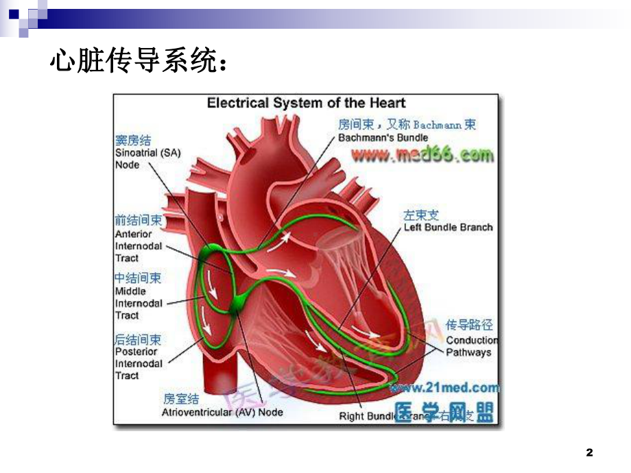 窦房传导阻滞课件.pptx_第2页