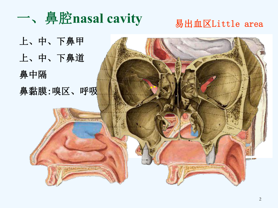 六讲呼吸系统课件.ppt_第2页