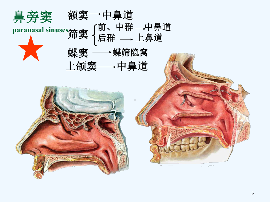 六讲呼吸系统课件.ppt_第3页