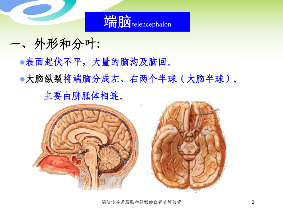 端脑传导通路脑和脊髓的血管被膜信管培训课件.ppt_第2页