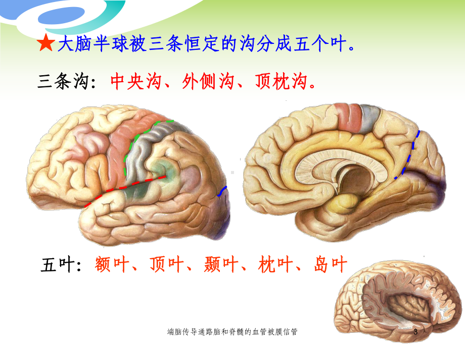 端脑传导通路脑和脊髓的血管被膜信管培训课件.ppt_第3页