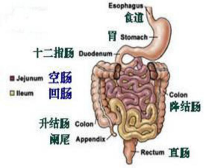 PETCT在消化道肿瘤的临床应用-优秀医学课件.ppt_第2页