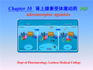 十章肾上腺素受体激动药课件.pptx