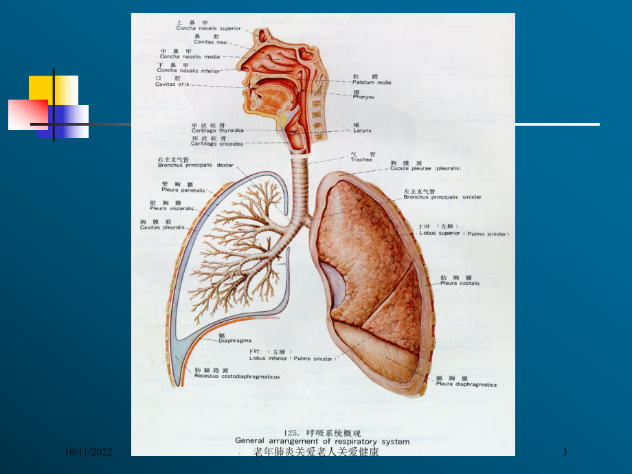 老年肺炎关爱老人关爱健康培训课件.ppt_第3页