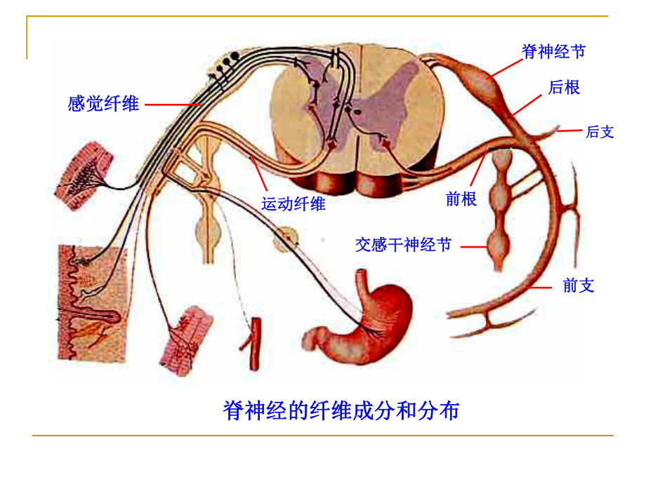 神经系统3周围神经传导路课件.pptx_第3页