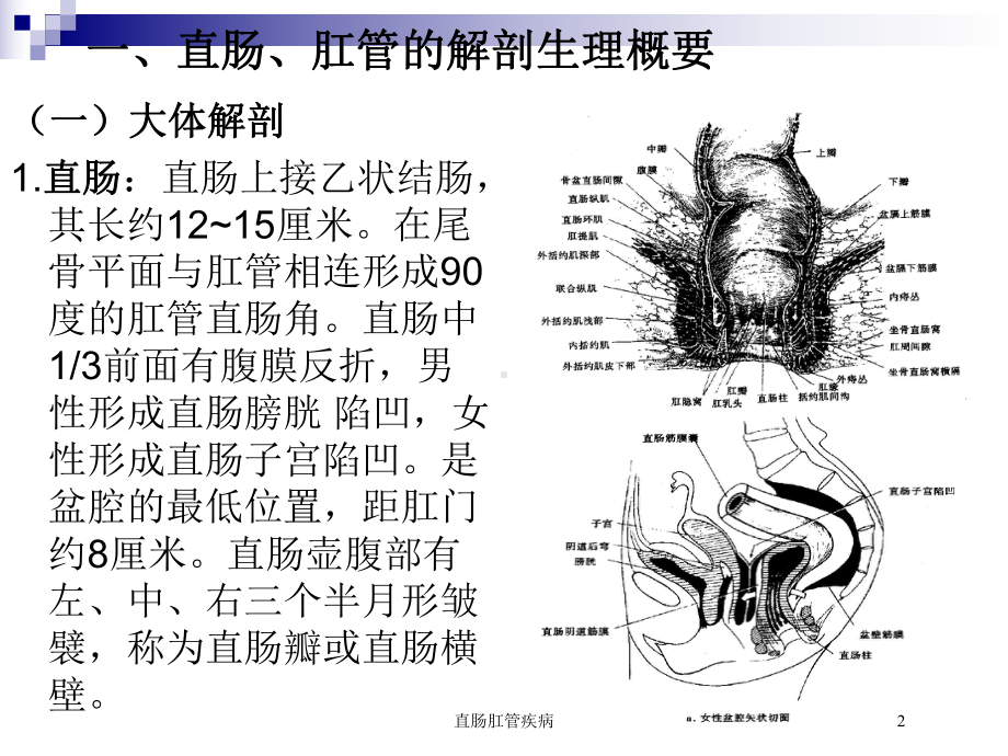 直肠肛管疾病培训课件.ppt_第2页