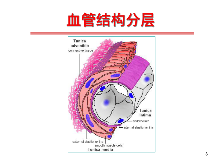 系统性血管炎诊治进展课件.ppt_第3页