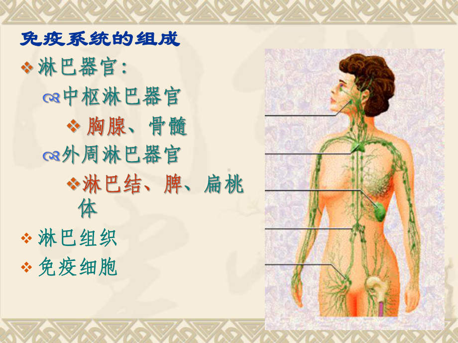 组织学与胚胎学免疫系统-课件.ppt_第3页