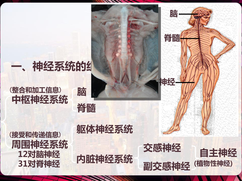 神经系统中信息的传递和调节-课件.pptx_第2页