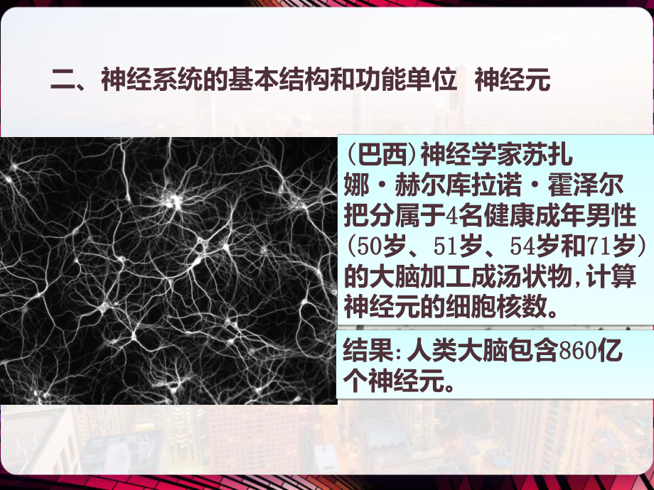 神经系统中信息的传递和调节-课件.pptx_第3页