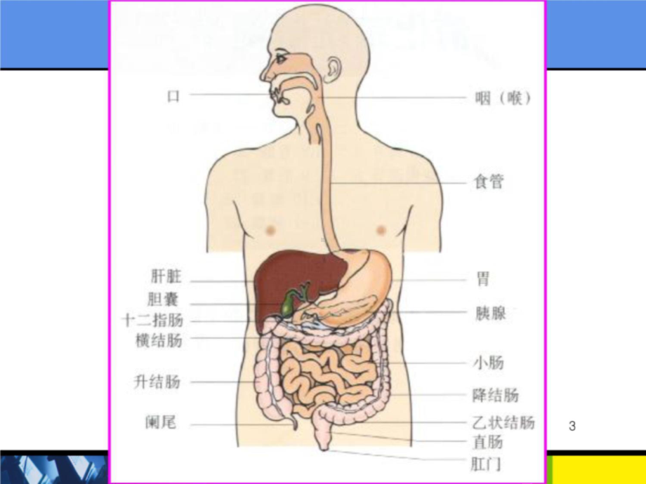 第八章-胃肠道疾病的家庭用药-课件.ppt_第3页