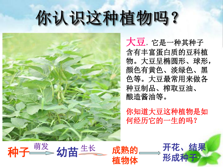 种子的结构及萌发课件-通用.ppt_第2页