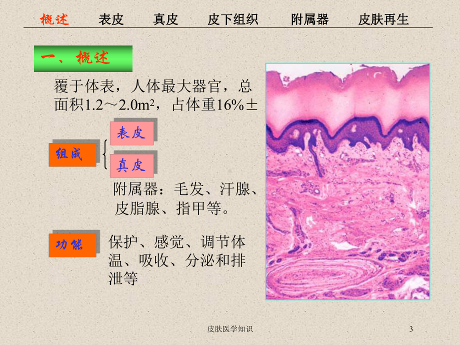 皮肤医学知识培训课件.ppt_第3页