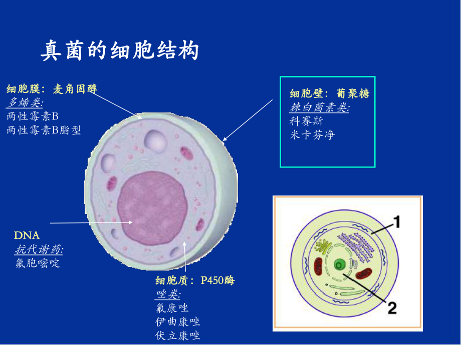 真菌感染基础医学知识培训教学课件.ppt_第3页