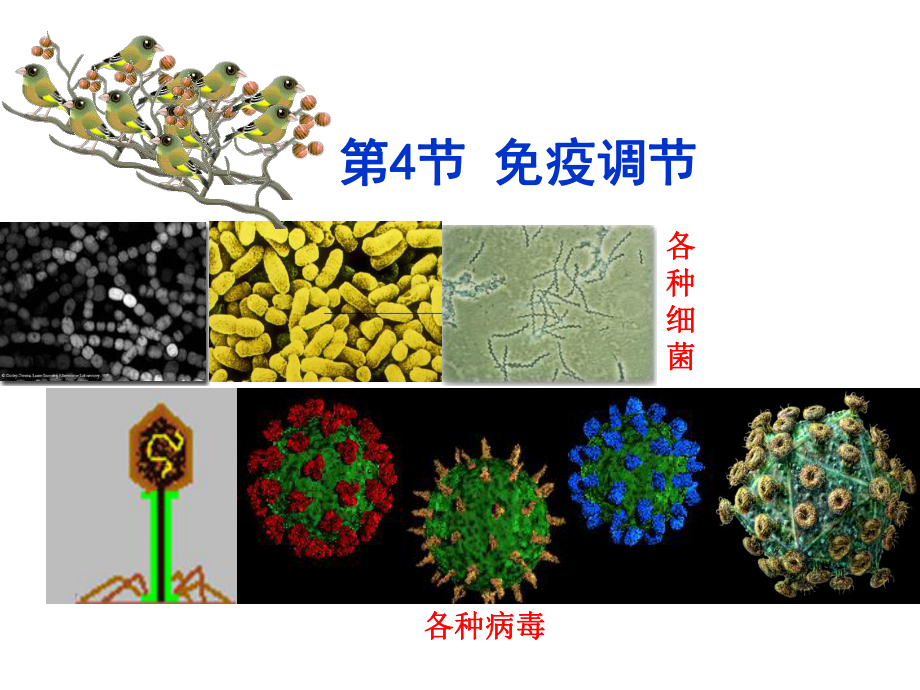 4节-免疫调节课件.ppt_第1页