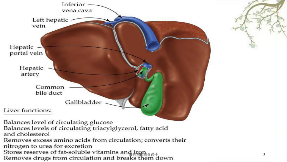 肝肾功能检查课件.ppt_第3页