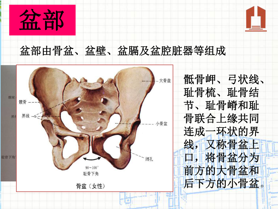 盆腔会阴解剖课件.ppt_第2页