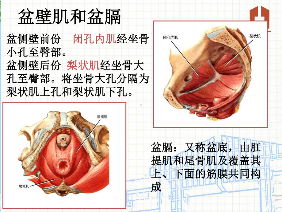 盆腔会阴解剖课件.ppt_第3页