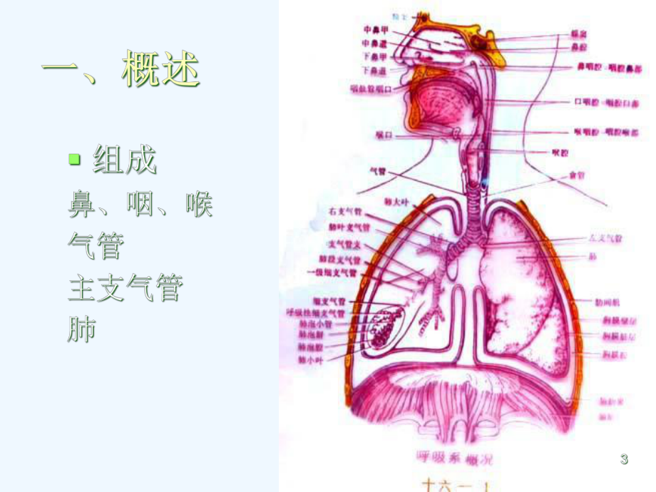 组织学与胚胎学—呼吸系统-课件.ppt_第3页