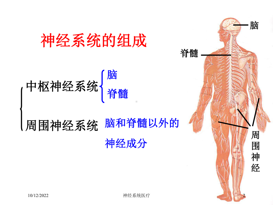 神经系统医疗培训课件.ppt_第2页