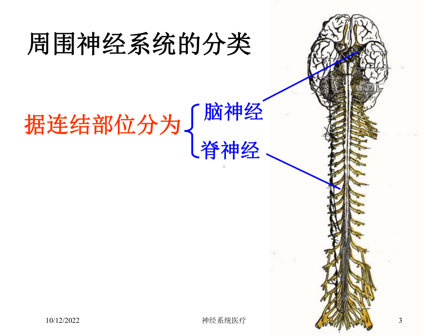 神经系统医疗培训课件.ppt_第3页